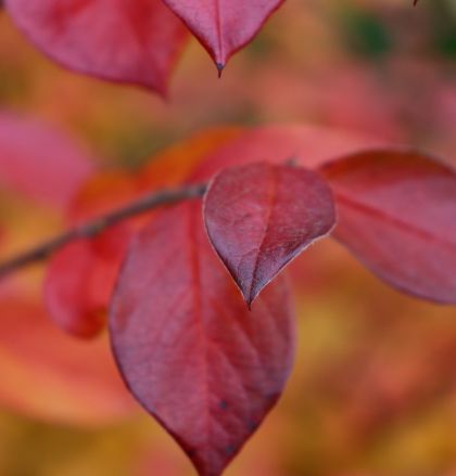 Detailaufnahme von roten Blättern im Herbstlicht auf einem Ast