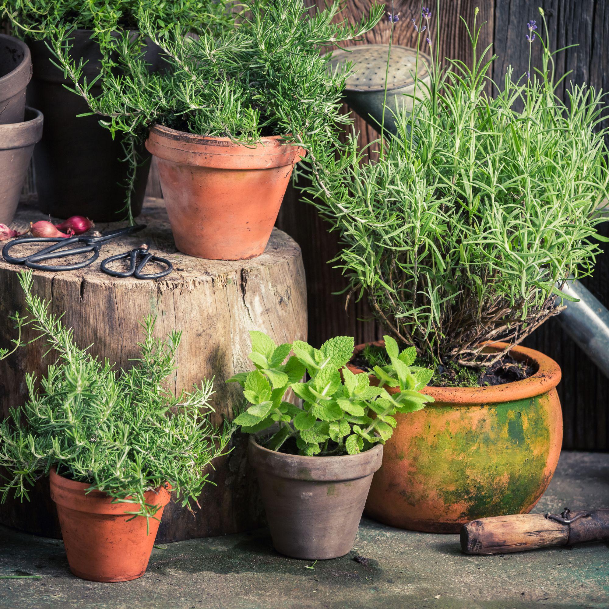 Feiner Kräuterlikör – Selection - in Mini-Apothekerflasche