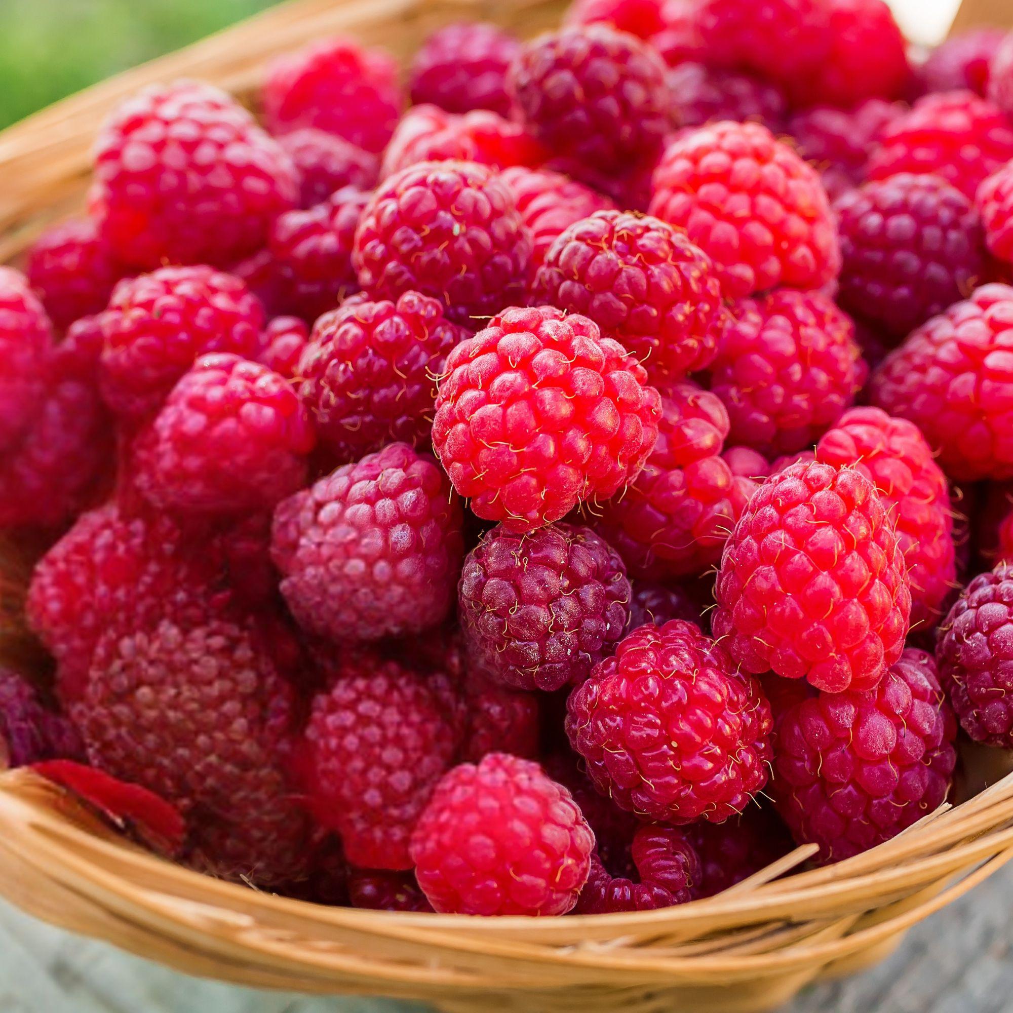 Wilkin & Sons 'Tiptree' Himbeer Konfitüre – Fruchtige Himbeeren im Mini-Glas